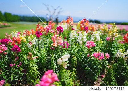宮崎県小林市 生駒高原の花 宮崎県小林市 生駒高原の花 139378511