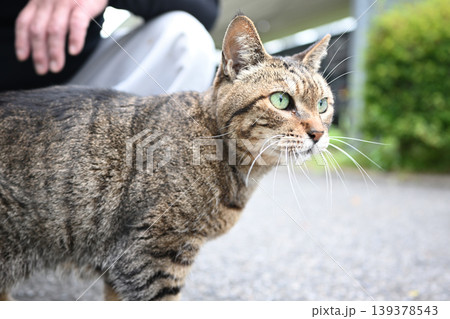 散歩中のキジトラ猫 139378543
