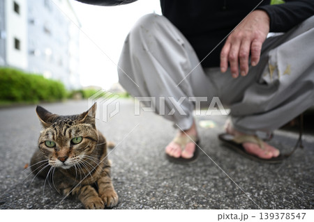 散歩中のキジトラ猫 散歩中のキジトラ猫 139378547