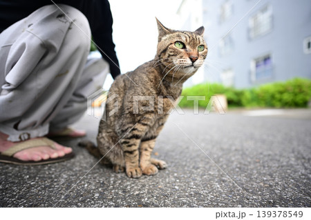 散歩中のキジトラ猫 139378549