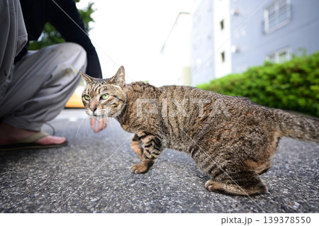 散歩中のキジトラ猫 散歩中のキジトラ猫 139378550