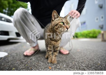 駐車場のキジトラ猫 駐車場のキジトラ猫 139378659