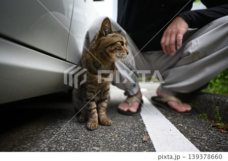 駐車場のキジトラ猫 駐車場のキジトラ猫 139378660