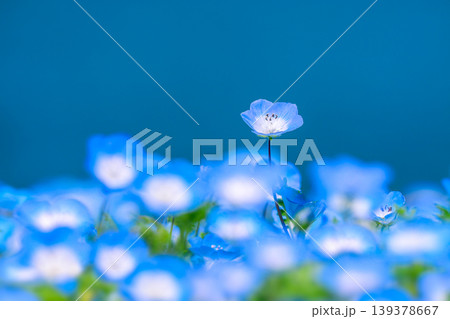 蒼海を背景に咲くネモフィラ 蒼海を背景に咲くネモフィラ 139378667