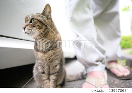 駐車場のキジトラ猫 139378684