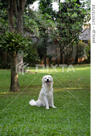 芝生の上に座るゴールデンレトリーバー/自然の中の犬のいる暮らし 芝生の上に座るゴールデンレトリーバー/自然の中の犬のいる暮らし 139378708