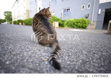 散歩中のキジトラ猫 散歩中のキジトラ猫 139378868