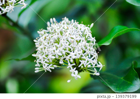 Ixora ebarbata Craib, Ixora finlaysoniana Wall ex G Don or Ixora lucida R Br ex Hook f or rubiaceae or Siamese White Ixora or ixora or white flower 139379199