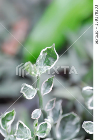 Euphorbia tithymaloides L, Euphorbia tithymaloides smallii or euphorbiaceae or Jew bush or Pedilanthus tithymaloides or Slipper Flower or Zigzag Plant or white and green leaf Euphorbia tithymaloides L, Euphorbia tithymaloides smallii or euphorbiaceae or Jew bush or Pedilanthus tithymaloides or Slipper Flower or Zigzag Plant or white and green leaf 139379203