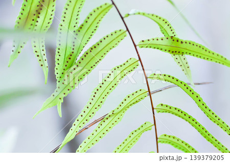 Fern Spore, Fern Spores or indusium, pteridophyta or sorus or Sorus of fern or Sorus of ferns or sporanggium or bracken fern or dennstaedtiaceae or diplazium esculentum or fern plant Fern Spore, Fern Spores or indusium, pteridophyta or sorus or Sorus of fern or Sorus of ferns or sporanggium or bracken fern or dennstaedtiaceae or diplazium esculentum or fern plant 139379205