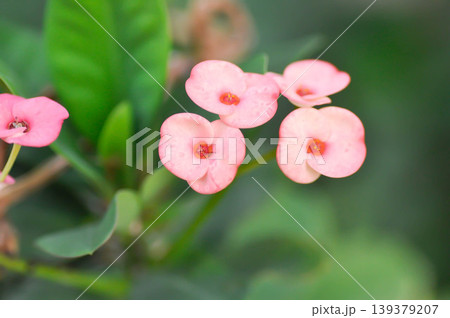 Christ Thorn, Euphorbia milii or Euphorbiaceae or Euphorbia milii Des Moul or Crown of thorns or Christ thorn or pink flower 139379207