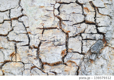 tree bark or bark , Golden shower or Golden shower tree or Indian laburnum or Pudding pine tree or Cassia fistula or old tree or tree texture 139379312