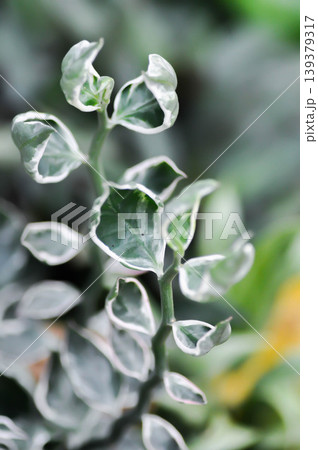 Euphorbia tithymaloides L, Euphorbia tithymaloides smallii or euphorbiaceae or Jew bush or Pedilanthus tithymaloides or Slipper Flower or Zigzag Plant or white and green leaf Euphorbia tithymaloides L, Euphorbia tithymaloides smallii or euphorbiaceae or Jew bush or Pedilanthus tithymaloides or Slipper Flower or Zigzag Plant or white and green leaf 139379317