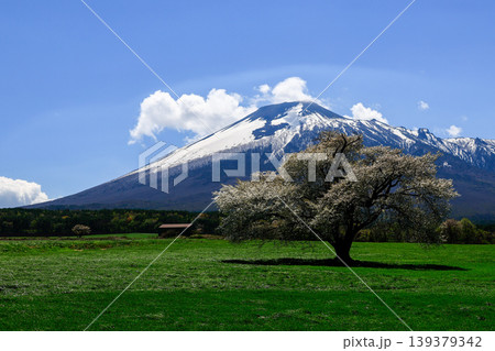 春の岩手山をバックに一本桜の風景を撮影 春の岩手山をバックに一本桜の風景を撮影 139379342