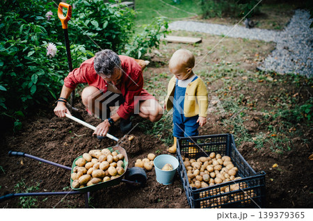 Father and little daughter harvesting potatoes together in garden. 139379365