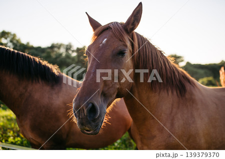 Brown horse standing in meadow during warm sunlight at countryside farm. Brown horse standing in meadow during warm sunlight at countryside farm. 139379370