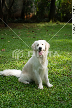 芝生の上に座るゴールデンレトリーバー/自然の中の犬のいる暮らし 芝生の上に座るゴールデンレトリーバー/自然の中の犬のいる暮らし 139379445