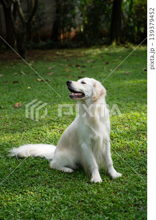 芝生の上に座るゴールデンレトリーバー／自然の中の犬のいる暮らし 139379452