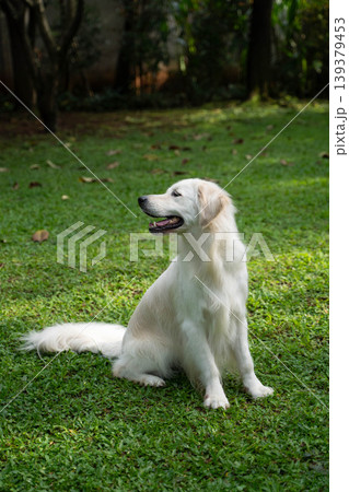 芝生の上に座るゴールデンレトリーバー/自然の中の犬のいる暮らし 芝生の上に座るゴールデンレトリーバー/自然の中の犬のいる暮らし 139379453