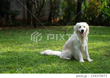 芝生の上に座るゴールデンレトリーバー/自然の中の犬のいる暮らし 芝生の上に座るゴールデンレトリーバー/自然の中の犬のいる暮らし 139379473
