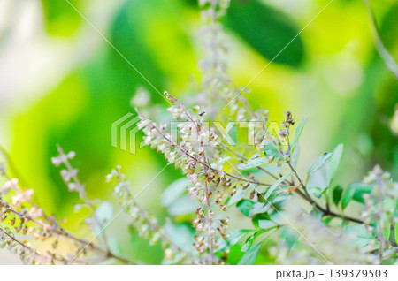 basil or holy basil , Sacred basil or Ocimum tenuiflorum L or Ocimum sanctum L or LAMIACEAE plant and flower or vegetable basil or holy basil , Sacred basil or Ocimum tenuiflorum L or Ocimum sanctum L or LAMIACEAE plant and flower or vegetable 139379503