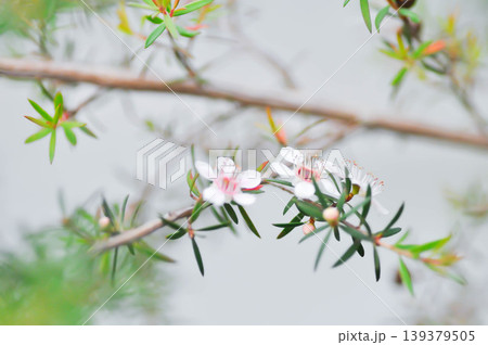 Astartea affinis, Broom tea tree or Chamelaucium uncinatum or Leptospermum scoparium or manuka flower or Myrtaceae or New Zealand manuka or Tea tree or west coast astartea flower Astartea affinis, Broom tea tree or Chamelaucium uncinatum or Leptospermum scoparium or manuka flower or Myrtaceae or New Zealand manuka or Tea tree or west coast astartea flower 139379505