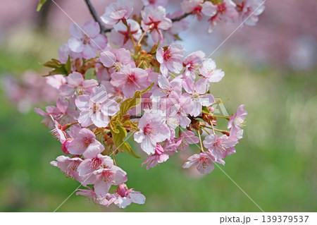 桜の花と若葉 139379537