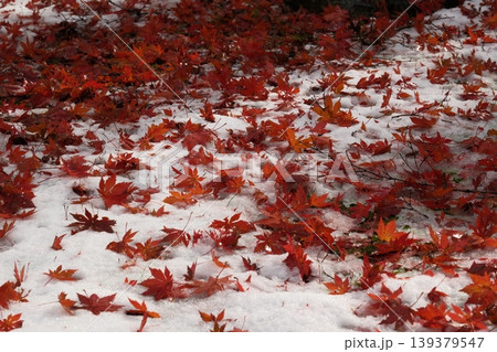 紅葉したモミジの葉と初雪 139379547