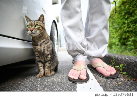 駐車場のキジトラ猫 駐車場のキジトラ猫 139379631