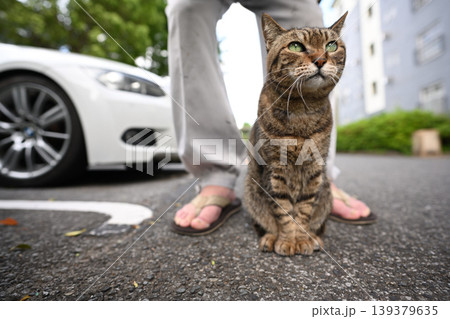 駐車場のキジトラ猫 駐車場のキジトラ猫 139379635