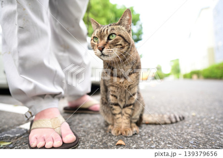 駐車場のキジトラ猫 駐車場のキジトラ猫 139379656