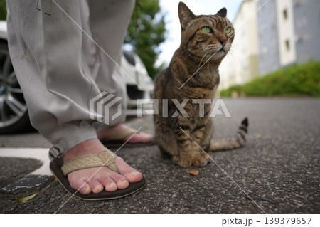 駐車場のキジトラ猫 139379657