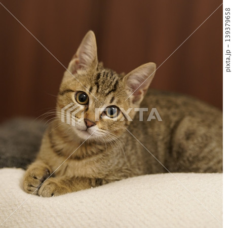 キジトラ子猫 キジトラ子猫 139379658