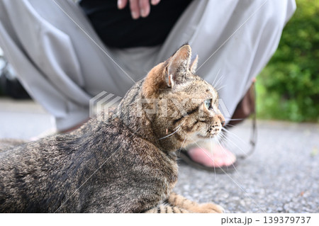 散歩中のキジトラ猫 散歩中のキジトラ猫 139379737