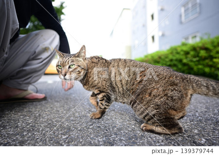 散歩中のキジトラ猫 散歩中のキジトラ猫 139379744