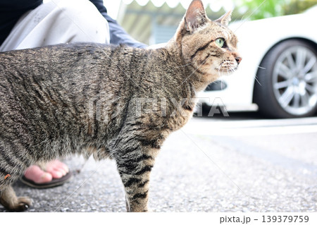 駐車場のキジトラ猫 駐車場のキジトラ猫 139379759