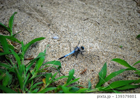地面にとまり羽を休める一匹のトンボ 地面にとまり羽を休める一匹のトンボ 139379801