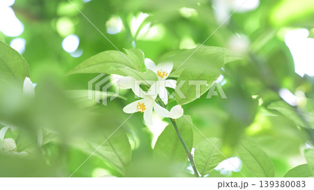 初夏の光に透けるスダチの白い花と新緑 背景素材・ナチュラルイメージ 初夏の光に透けるスダチの白い花と新緑 背景素材・ナチュラルイメージ 139380083