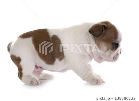 puppy french bulldog 139380538