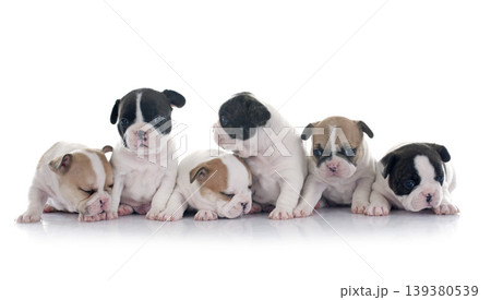 puppies french bulldog 139380539