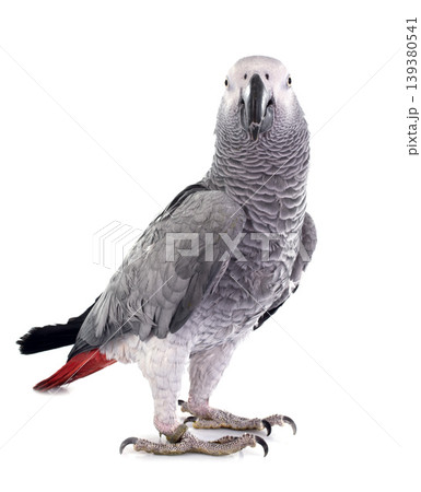 African grey parrot African grey parrot 139380541