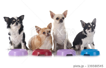 eating chihuahua eating chihuahua 139380545
