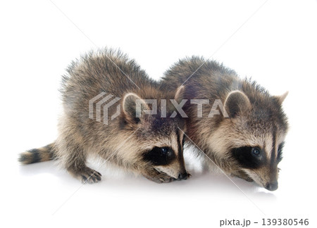 young raccoon young raccoon 139380546