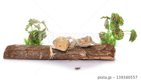 bearded dragons in studio 139380557