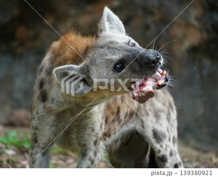 Spotted hyena scavenging and crushing bones of a carcass Spotted hyena scavenging and crushing bones of a carcass 139380921