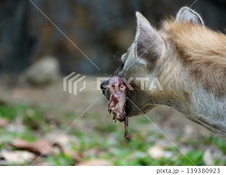 Spotted hyena scavenging and crushing bones of a carcass Spotted hyena scavenging and crushing bones of a carcass 139380923