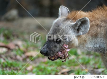 Spotted hyena scavenging and crushing bones of a carcass Spotted hyena scavenging and crushing bones of a carcass 139380924