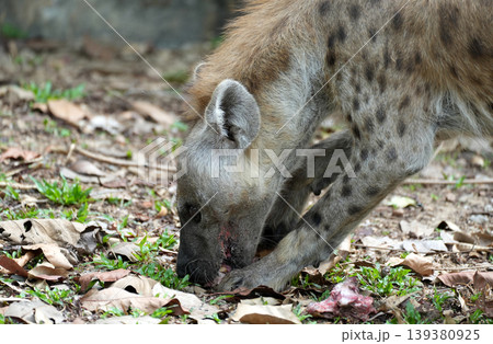 Spotted hyena scavenging and crushing bones of a carcass Spotted hyena scavenging and crushing bones of a carcass 139380925