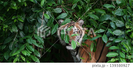 Close-up of an Indochinese tiger camouflaged and lurking in dense green bushes Close-up of an Indochinese tiger camouflaged and lurking in dense green bushes 139380927