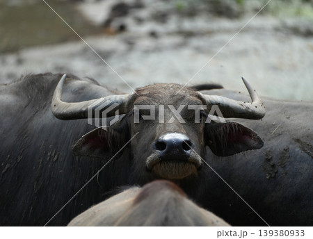 Close-up portrait of a water buffalo staring at the camera 139380933